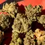 Patient Image of Upstate® BTR T24 Black Triangle Medical Cannabis