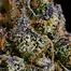 Patient Image of Mystery Mountain™ TBG MNG T8:C10 The Big Mango Medical Cannabis