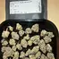 Patient Image of Phant INSX T20 Intersteller Medical Cannabis
