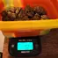 Patient Image of Grow® Pharma T22 Hellfire OG Medical Cannabis