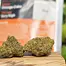 Patient Image of Lot420™ OC T27 Orange Cake Medical Cannabis