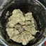 Patient Image of Upstate® CJK T30 Cap Junky Medical Cannabis