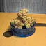 Patient Image of CannFX RP T27 Rainbow Pie Medical Cannabis