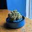 Patient Image of 4C Labs Core LMT T25 Lemonatti Medical Cannabis