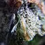 Patient Image of Noidecs T14 Shishkaberry Medical Cannabis
