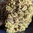 Patient Image of Big Narstie Medical AM T23 Ammy Medical Cannabis