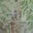 Patient Image of 4C Labs Value XK-S Smalls T22 Oaxacan Kush Medical Cannabis