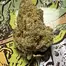Patient Image of IPS KK T24 King's Kush Medical Cannabis