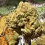 Patient Image of IPS KK T24 King's Kush Medical Cannabis