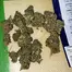 Patient Image of Mamedica® STG T27 Strawberry Grail Medical Cannabis