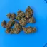 Patient Image of Four BRB T28 Big Red Beard Medical Cannabis