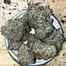 Patient Image of Grow® Pharma FC T22 French Cookies Medical Cannabis