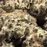 Patient Image of Green Karat KS T27 King Sherb Medical Cannabis