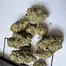 Patient Image of Upstate® BP T21 Berry Cream Puff Medical Cannabis
