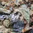 Patient Image of Upstate® BTK T26 Black Triangle Kush Medical Cannabis