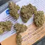 Patient Image of IPS SCP T21 Sherb Cream Pie Medical Cannabis