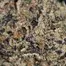 Patient Image of IPS PC T23 Permanent Chimera Medical Cannabis
