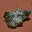 Patient Image of EcoCann Access LEM T20 Lemon Tree Medical Cannabis